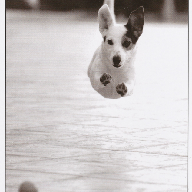 Ansichtkaart Pak het Balletje. 