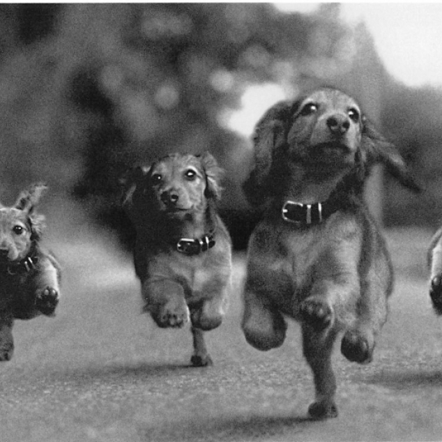 Ansichtkaart Teckel Pret. 